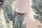  D701679