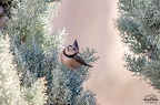  D701682