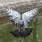 Pigeon Biset